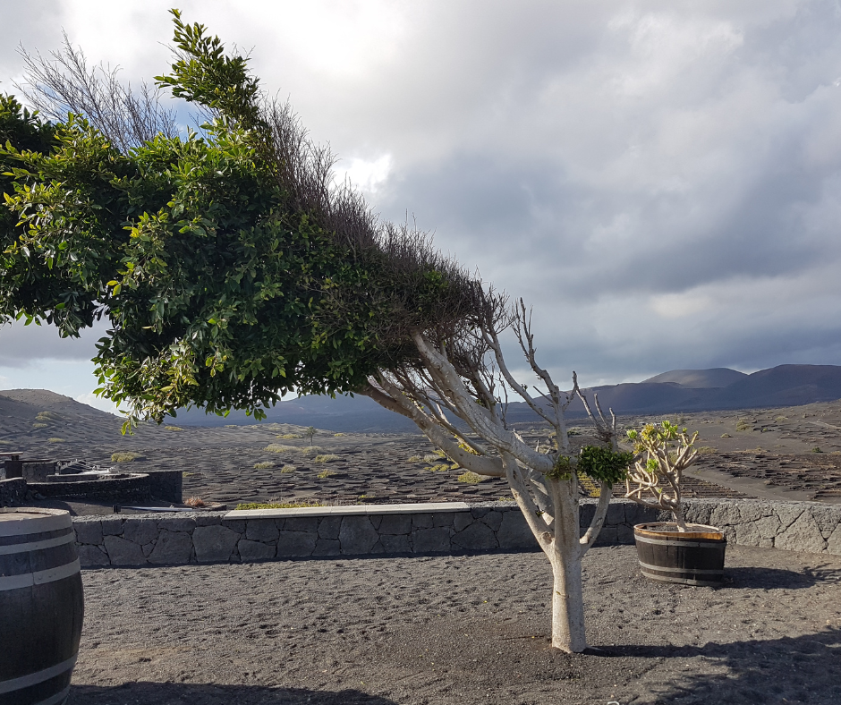 Copia de carteles cursos (15)